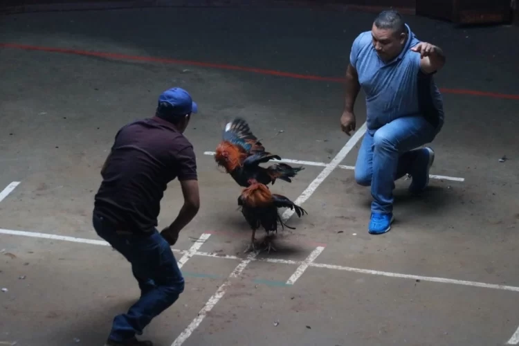 Empresarios se suman a marcha contra prohibición de peleas de gallos y carreras de caballos en Chiapas