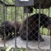 Comisión de Parques retorna a su hábitat a familia de osos negros rescatada en cascadas de Juan Capitán