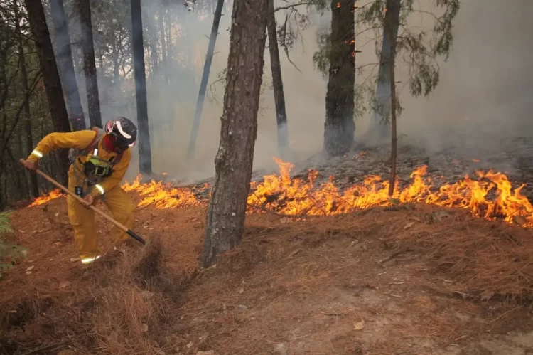 Incendios forestales calcinan más de 6 mil hectáreas en Tamaulipas