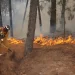 Incendios forestales calcinan más de 6 mil hectáreas en Tamaulipas
