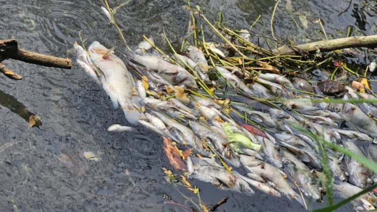 Activa la PAUT respuesta inmediata por mortandad de peces en canal de El Mante