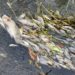 Activa la PAUT respuesta inmediata por mortandad de peces en canal de El Mante
