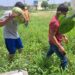 Adolescentes en conflicto con la Ley Penal siembran y cosechan sandías en huertos comunitarios