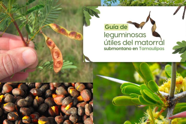 Invita la UAT a visibilizar más la riqueza vegetal del noreste de México