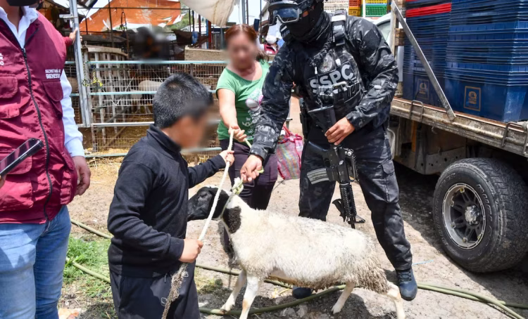 Regalan a la gente de Edomex gallinas, borregos, carne y productos perecederos  incautados en Operación Libertad