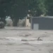 Súbita inundación del río Guadalupe deja por lo menos seis personas fallecidas en Texas