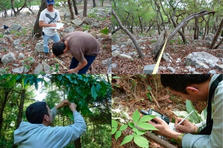 Busca la UAT conservar con tecnología geoespacial los bosques de encino de Tamaulipas