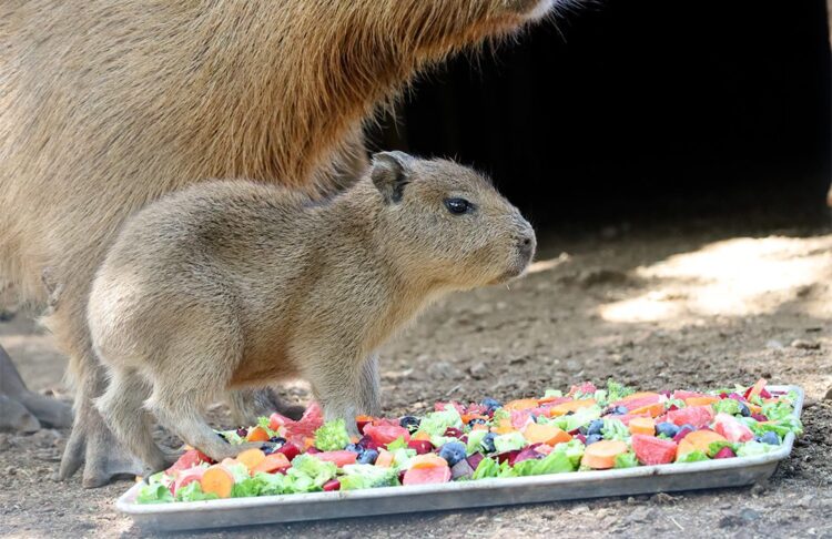 Nacimiento de nueva cría capibara causa sensación en Bioparque Estrella en Nuevo León