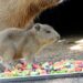 Nacimiento de nueva cría capibara causa sensación en Bioparque Estrella en Nuevo León