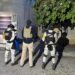 Militares y policías aseguran inmueble de narcomenudistas en ejido de Abasolo