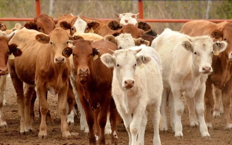 Impulsa México producción e industrialización de carne para el mercado interno tras restricción de EU
