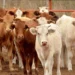 Impulsa México producción e industrialización de carne para el mercado interno tras restricción de EU