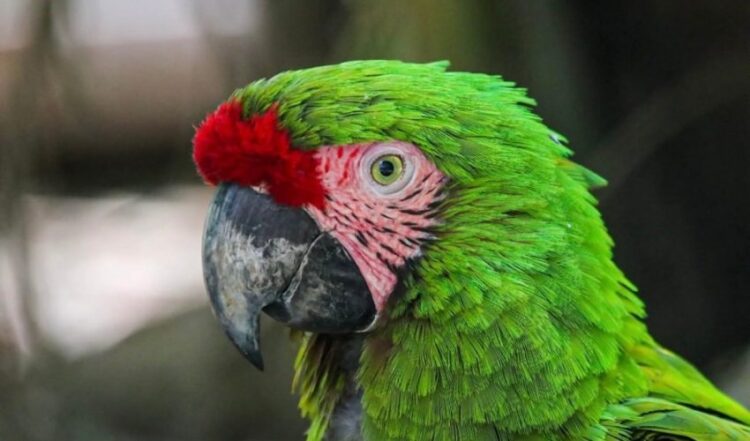 Crece la familia en el Zoológico Tamatán; hay 25 nuevos huéspedes