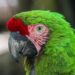 Crece la familia en el Zoológico Tamatán; hay 25 nuevos huéspedes