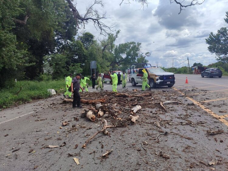 La GE auxilia a pareja cuyo vehículo casi es aplastado por ramas de árbol en área de Padilla