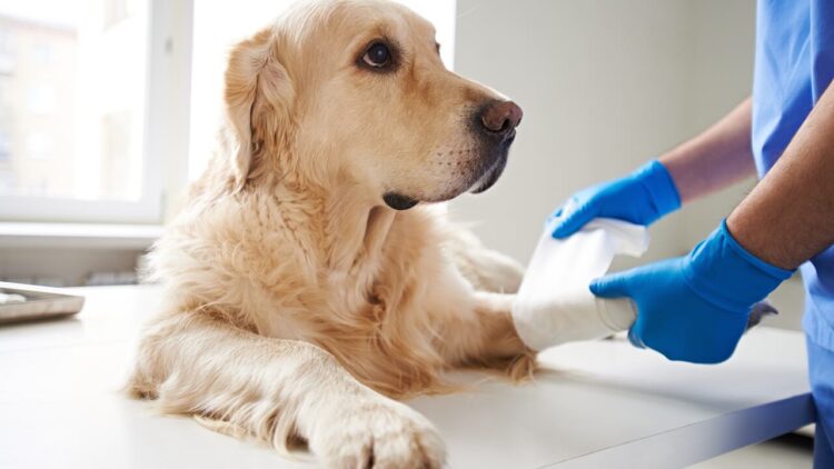 Aunque el gusano barrenador se asocia con el ganado piden atender de inmediato a mascotas heridas