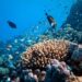 ¿Qué animales viven en los arrecifes de coral? Lo que verás en una salida de snorkel