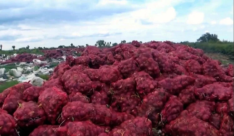 Productores de Zacatecas tiran 5 mil toneladas de cebolla morada por desplome de precios