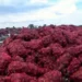 Productores de Zacatecas tiran 5 mil toneladas de cebolla morada por desplome de precios