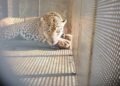 La Comisión de Parques y Biodiversidad rescata ejemplar de jaguar en Soto la Marina