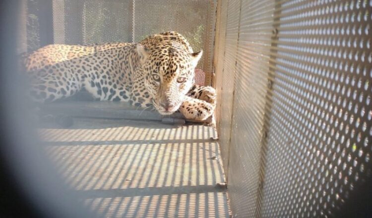 La Comisión de Parques y Biodiversidad rescata ejemplar de jaguar en Soto la Marina