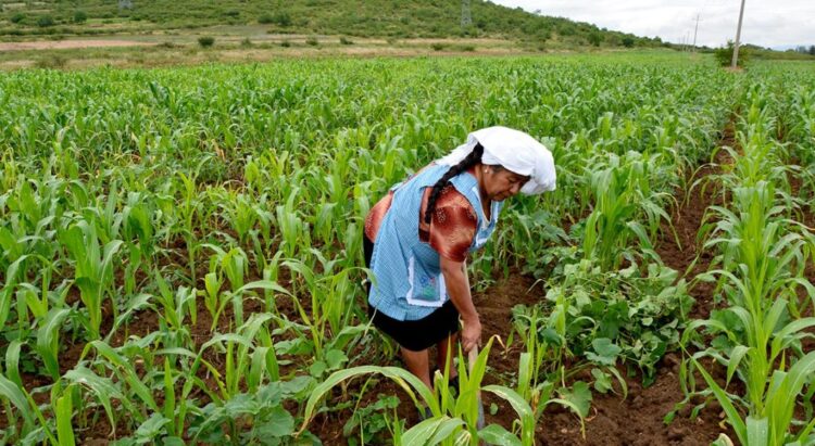 Impulsan convenio para apoyar a mujeres en el ámbito rural de Tamaulipas
