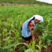 Impulsan convenio para apoyar a mujeres en el ámbito rural de Tamaulipas