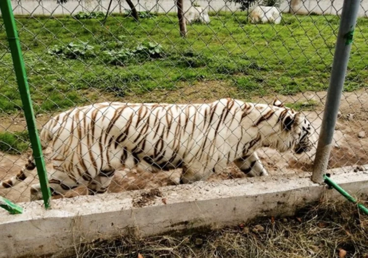 Encuentran muerto a tigre de Bengala que escapó ayer del parque Animalia en Puebla