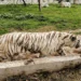 Encuentran muerto a tigre de Bengala que escapó ayer del parque Animalia en Puebla