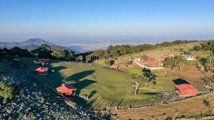 Califican a rincón de Victoria ‘Pino Solo’ como un tesoro natural de Tamaulipas