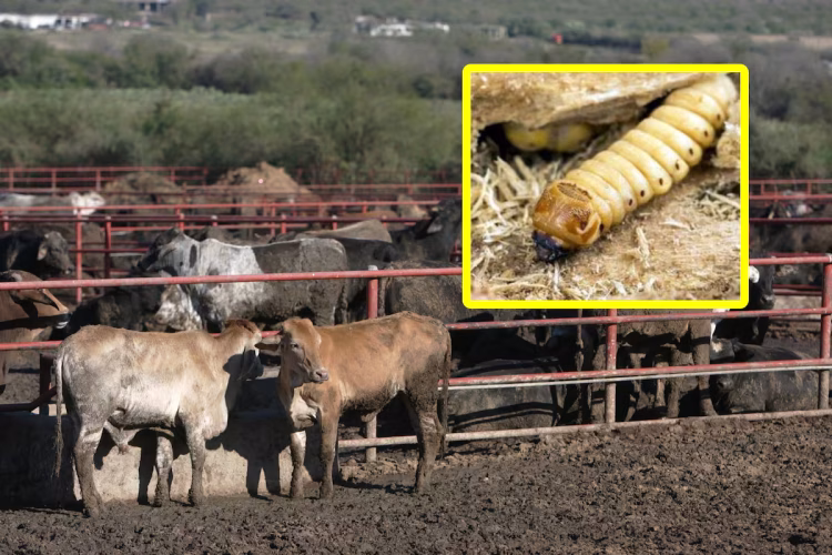 Exportación de ganado sigue en pausa: USDA mantiene cerrada la frontera por gusano barrenador