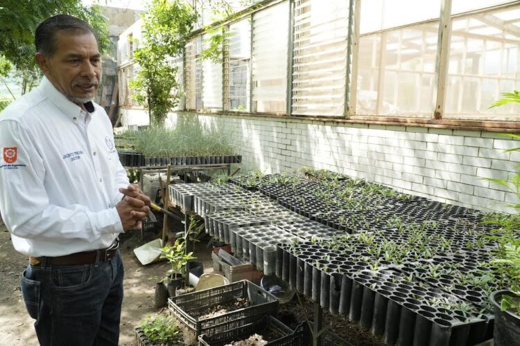 Implementa la UAT manejo sustentable del maguey mezcalero en Miquihuana