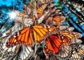 Advierten que plaguicidas en Canadá y EU reducen arribo de mariposas monarca a México