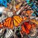 Advierten que plaguicidas en Canadá y EU reducen arribo de mariposas monarca a México