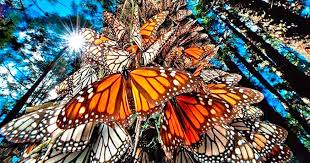 Advierten que plaguicidas en Canadá y EU reducen arribo de mariposas monarca a México