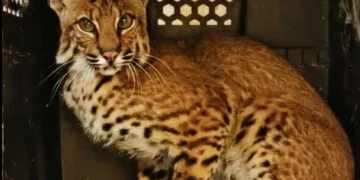 La Comisión de Parques y Biodiversidad empieza  a devolver fauna silvestre a la naturaleza