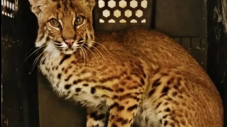 La Comisión de Parques y Biodiversidad empieza  a devolver fauna silvestre a la naturaleza