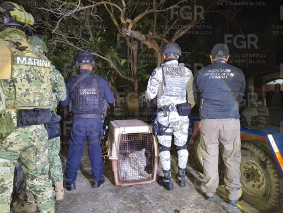 Mediante cateo FGR asegura un tigre de bengala en Coatzintla Veracruz