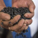 AGRICULTURA y Verde Valle acuerdan compra de frijol a precio justo