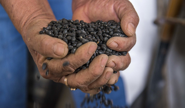 AGRICULTURA y Verde Valle acuerdan compra de frijol a precio justo