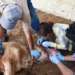 Más de 150 médicos veterinarios luchan contra gusano barrenador en Tamaulipas; de 22 quedan 6 casos activos