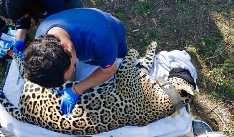 Gómez Farías: Rescatan y liberan sano y salvo un imponente jaguar