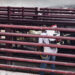 Estrategia sanitaria para contener el gusano barrenador da resultados en Tamaulipas, Veracruz y San Luis Potosí