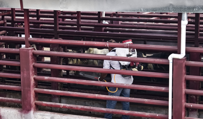 Estrategia sanitaria para contener el gusano barrenador da resultados en Tamaulipas, Veracruz y San Luis Potosí