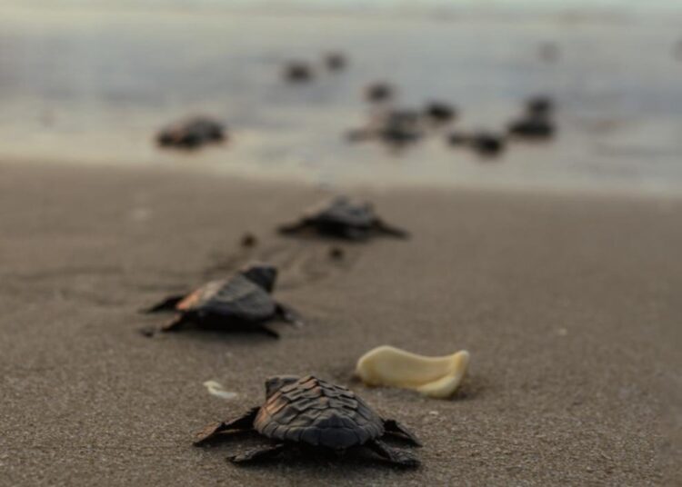 Registra Tamaulipas primera anidación de tortuga lora de la temporada 2026