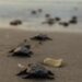 Registra Tamaulipas primera anidación de tortuga lora de la temporada 2026