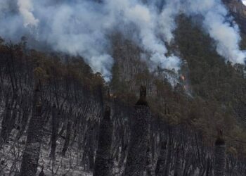 Reporta CEMF que incendio forestal de ejido de Miquihuana sigue activo y con 90% de control