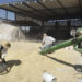 Agiliza AGRICULTURA cerca de 26 mil pagos a productoras y productores de maíz blanco