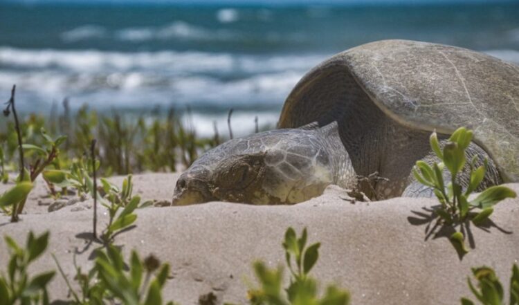 Avanza temporada de anidación de tortuga lora: Suman más de 16 mil huevos protegidos