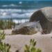 Avanza temporada de anidación de tortuga lora: Suman más de 16 mil huevos protegidos